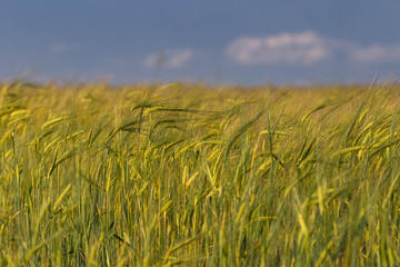 Summer Landscape with unripe wheat field in sunny day with blue sky and any white clouds