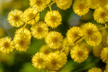 Fleurs de mimosa ensoleillées, macro.