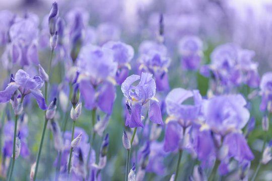 fresh violet irises lit by the sun