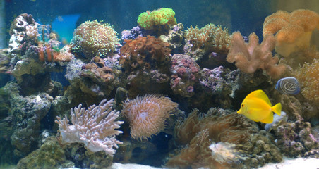 Fototapeta na wymiar Corals and fish in beautifull sea marine aquarium