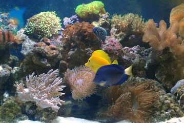 Corals and fish in beautifull sea marine aquarium