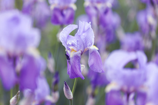 fresh violet irises lit by the sun