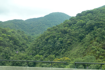 árvores