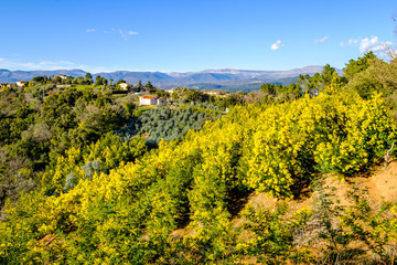 Vue panoramique sur le massif de Tanneron, arbres de mimosa en fleurs,  Provence, sud de France.