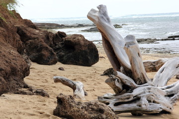 Strandgut am Beachpark in der Nähe von Waikiki Oahu Hawaii USA