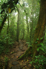 Bosque nuboso, Costa rica