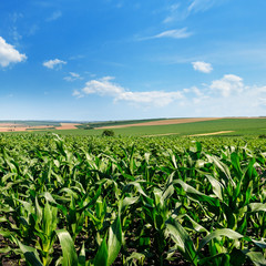 Bright green cornfield and blue sky with light cumulus clouds.
