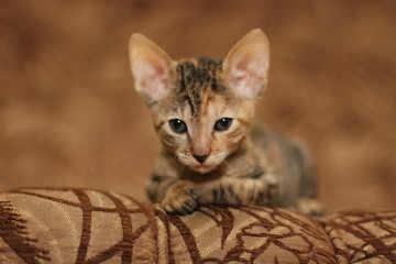 Cornish Rex