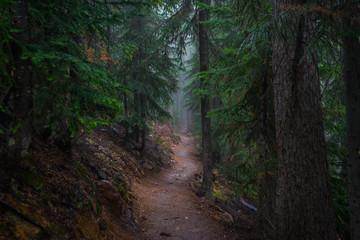 A path in the thick spruce forest. BLUE LAKE TRAIL, Washington state