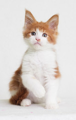 redhead with white kitten maine coon looks