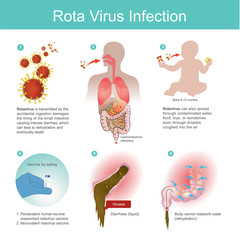 Rotavirus is transmitted by the accidental ingestion. it then damages the lining of the small intestine and causing intense Diarrheas which can lead to dehydration and death.