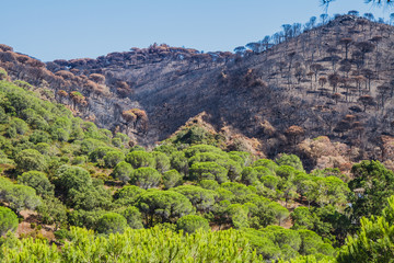 South of France Fires