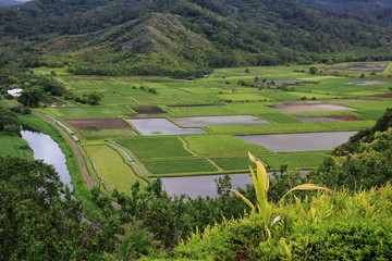 Blick auf Taro-Felder vom Hanalei Scenic Lookout Kauai Hawaii USA