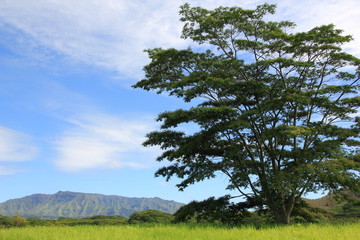 Obraz premium traumhafte Landschaft an der Ostküste Kauai Hawaii USA