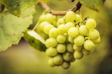 Green grapes on grapevine in vineyard