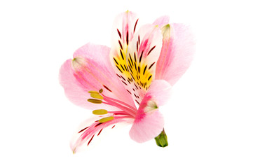 Alstroemeria flower head closeup isolated on white background