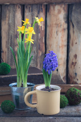 Spring flowers yellow narcissus and blue hyacinth on the wooden background. Easter and March 8 postcard concept.