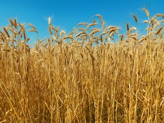 golden wheat field under a blue sky and sunshine