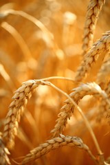 golden ears of wheat on the field. - obrazy, fototapety, plakaty