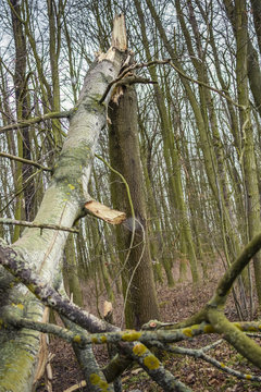 Broken tree in forest. Natural natural disaster.