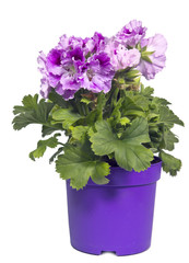 the blossoming geranium (Pelargonium) in a pot..