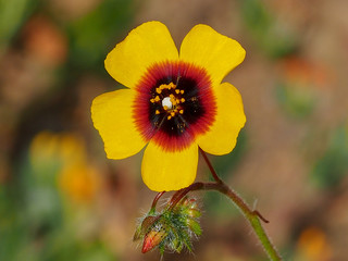 Spotted Rockrose (Tuberaria guttata)