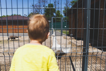 Little cute child baby boy looking at zoo or animal farm on peacocks. Beautiful young white peafowl, male albino peacock. Family summer day outdoors, love, parents, kid, children concept. Back view.