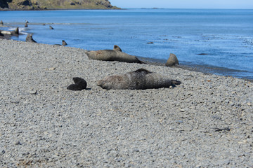 Fototapeta na wymiar Fur seals with black pup