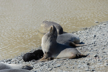 Fur seals with black pup