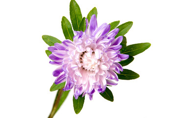 Obraz premium Colorful aster flowers isolated on white background
