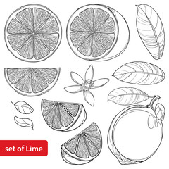Vector set with outline Lime isolated on white background. Half and whole fruit, sliced pieces, leaf and Lime flower in black. Citrus tropical plant in contour for summer design and coloring book.