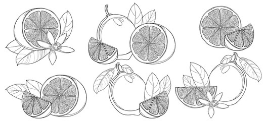 Vector set with outline Lime isolated on white background. Contour half and whole fruit, slice, leaf and Lime flower in black. Composition with tropical citrus for summer design and coloring book.