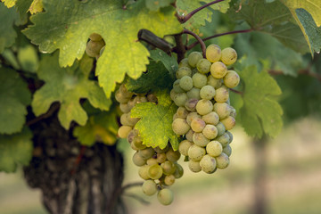 Fototapeta premium Ripe vine grapes