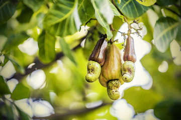 Cashew nut and fruit on blurry background
