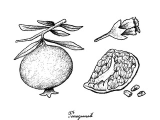 Hand Drawn of Ripe Pomegranate on White Background