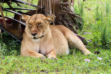 Löwe nach dem Fressen in Uganda Afrika Wildpark