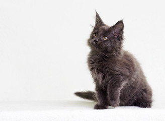  gray kitten of Maine Coon looks sideways