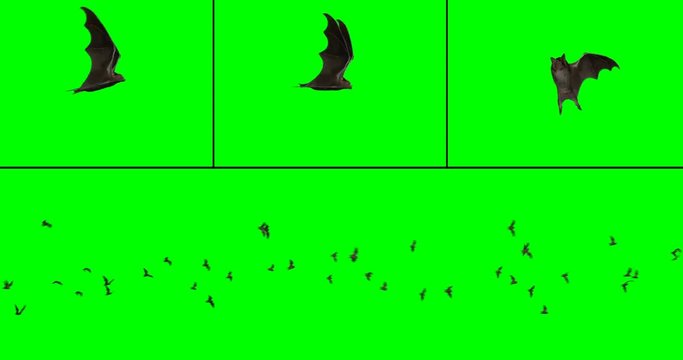 Bat colony flying - multiple options at different angles, on green background