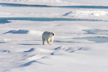 Polar bear on the pack ice