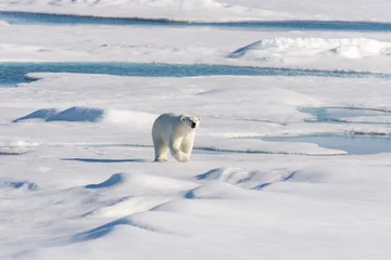 Afwasbaar Fotobehang Ijsbeer Polar bear on the pack ice