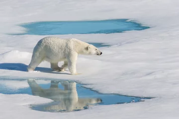 Photo sur Aluminium Ours polaire Polar bear on the pack ice