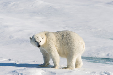 Fototapeta na wymiar Polar bear on the pack ice