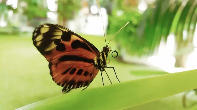 An orange butterfly moving its tongue, lodged in a leaf of green grass, facing right