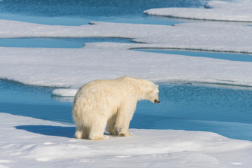 Polar bear on the pack ice © Alexey Seafarer