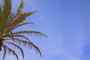 Low angle view of tropical palm tree