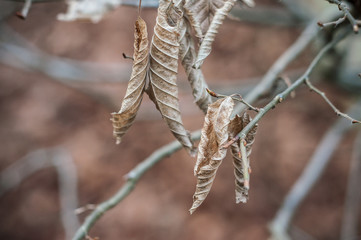 détail feuilles mortes de charme en forêt 