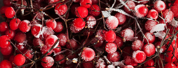 Frozen lingonberry fruits of Vaccinium vitis-idaea