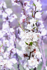 Fresh spring cherry blossom flowers close-up on bokeh blur background