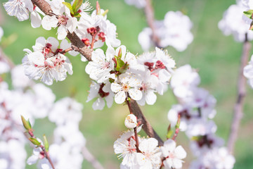 Young spring cherry branch flowers close-up on bokeh blur background