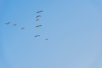 Geese flying in a blue sky in winter at sunrise